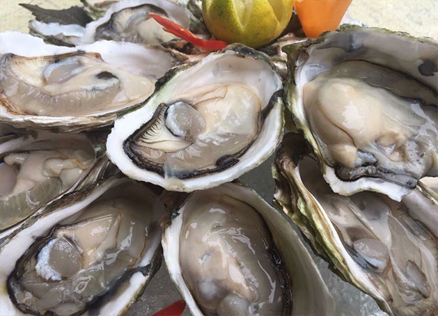 fresh oyster meat